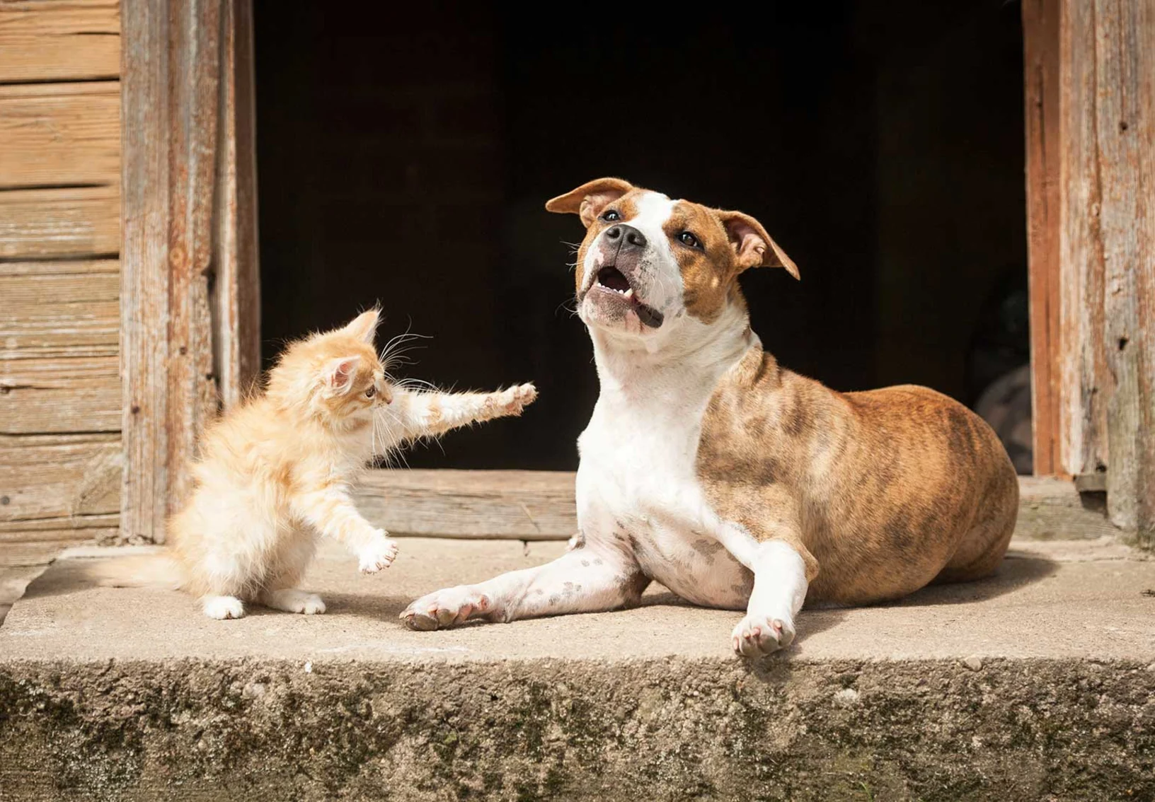 Dog and Cat outside of barn